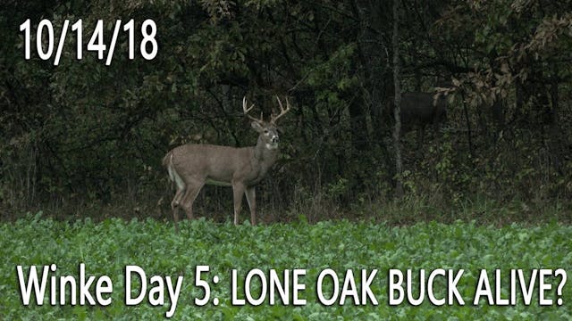 Winke Day 5: Lone Oak Buck Alive?