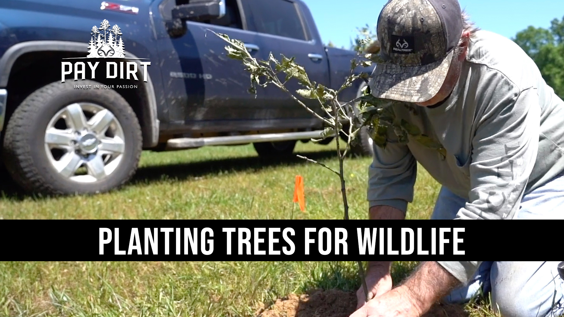 Benefits of Planting Trees for Wildlife | Chestnuts, Fruits and Oaks | Pay Dirt