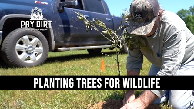 Benefits of Planting Trees for Wildli...