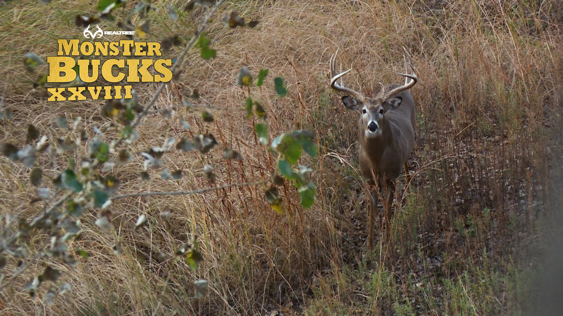 Grant Taylor's Giant Kansas Buck | Realtree's Monster Bucks