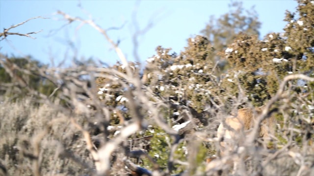 New Mexico Elk Hunting | Behind the Season (2020) | The Given Right
