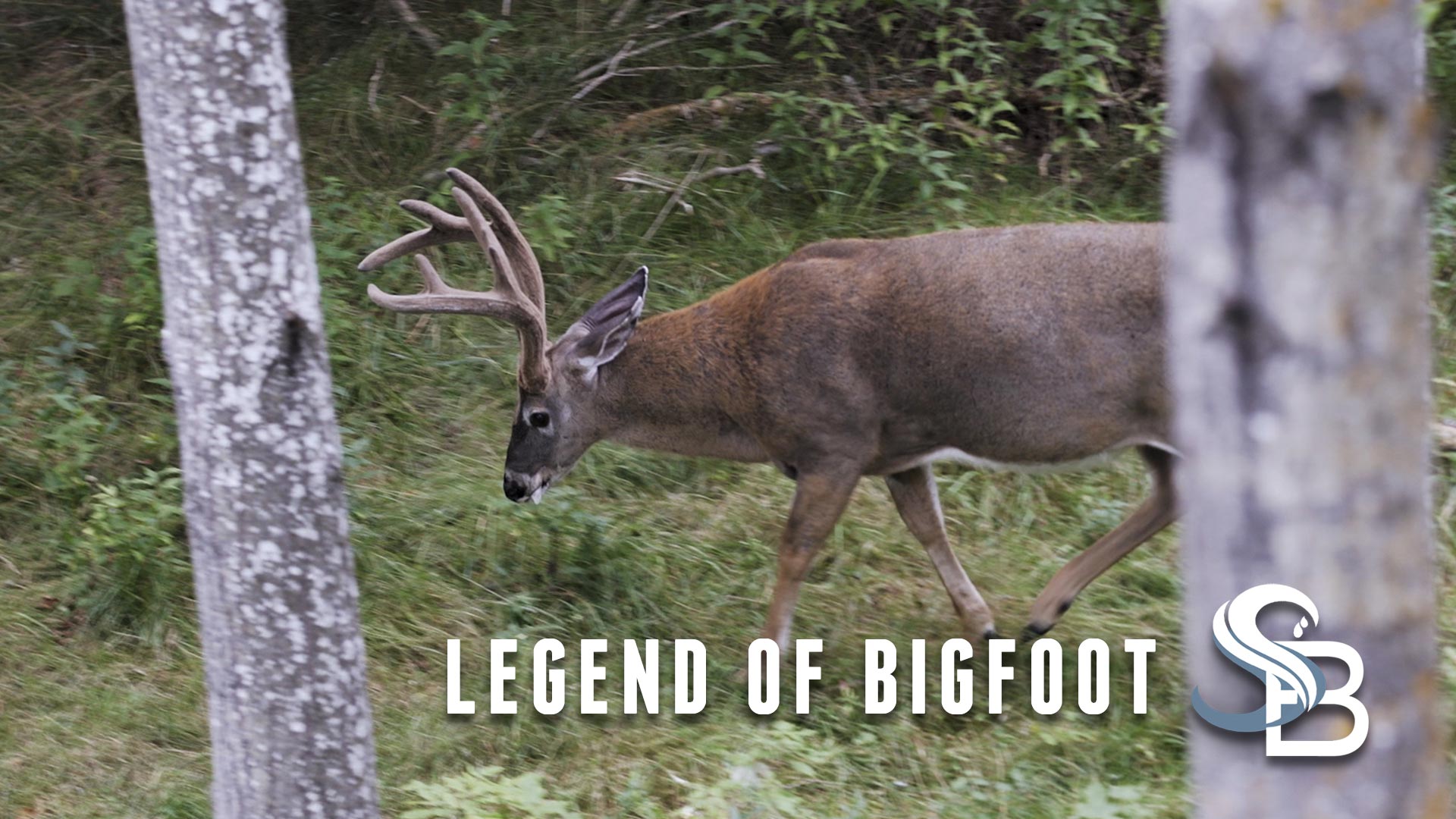 The Legend of Bigfoot | A Giant Northeastern Whitetail | Sea Bucks