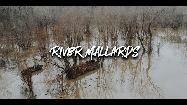 Hunting River Mallards Like We're Mad At 'Em | Willow Slough | DayBreak Outdoors