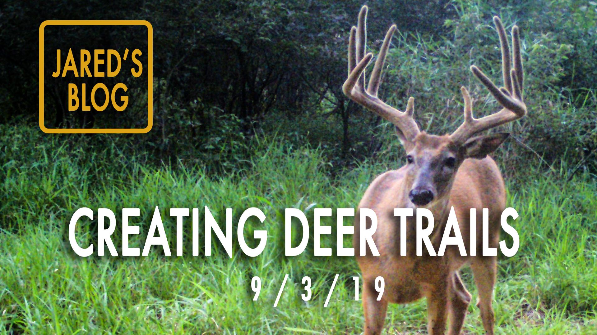 Jared's Blog: Creating Deer Paths, Trail Cams, Plot Rescue