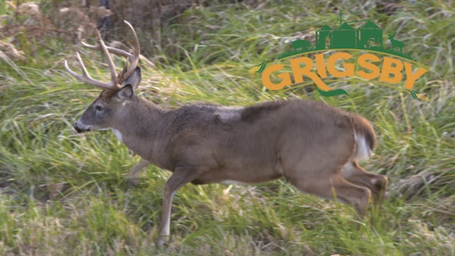 A Major Missed Opportunity | The Whitetail Rut Is in Full Swing | Grigsby