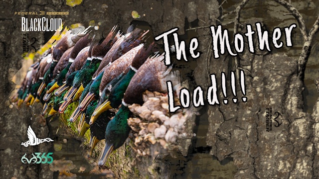 Opening Day Arkansas Ducks on Public Land | The Duck Mother Lode | Black Cloud