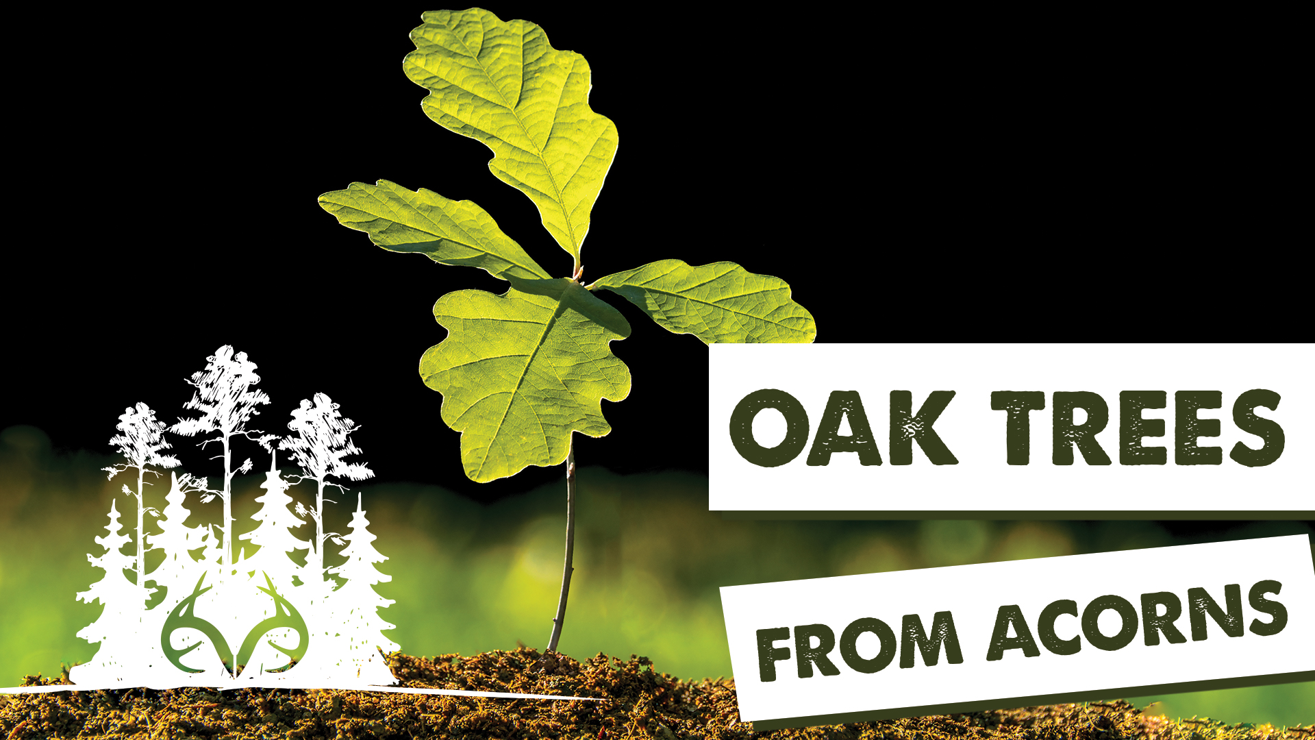 3 Ways to Establish Oak Trees