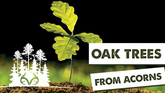 3 Ways to Establish Oak Trees