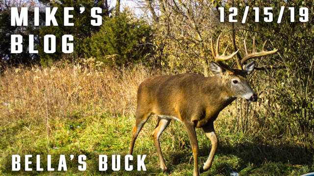 Mike's Blog: Bella's Buck, Early Move...