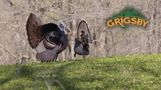 Turkey Hunting and Prepping Food Plots | Grigsby