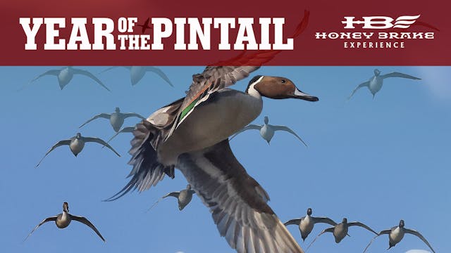 The Year of the Pintail Duck | Honey ...