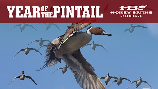 The Year of the Pintail Duck | Honey Brake Experience 