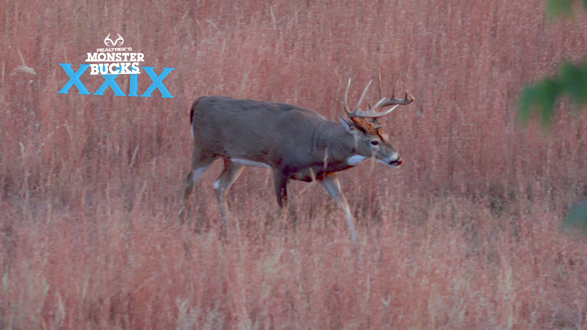 David Blanton Takes Down a Kansas Stud | Monster Bucks 2021