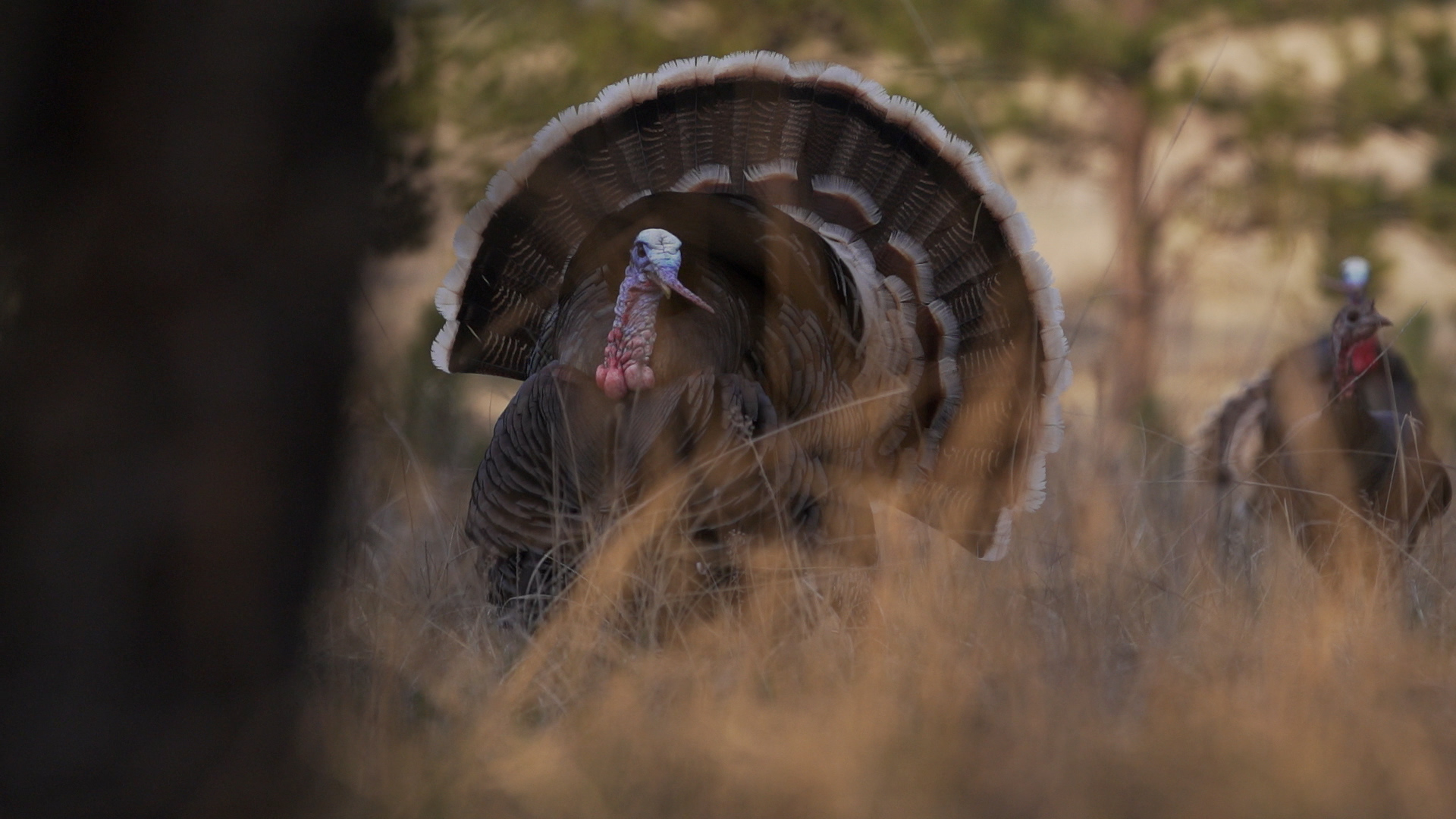 Our Favorite Turkey Hunts