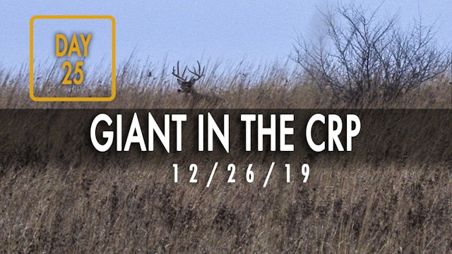 Jared Day 25: Giant Buck Chases Doe in CRP Field