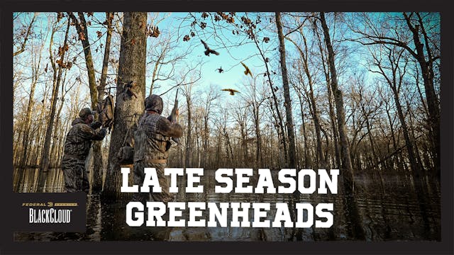 Mallards Do It Right | Arkansas Timbe...