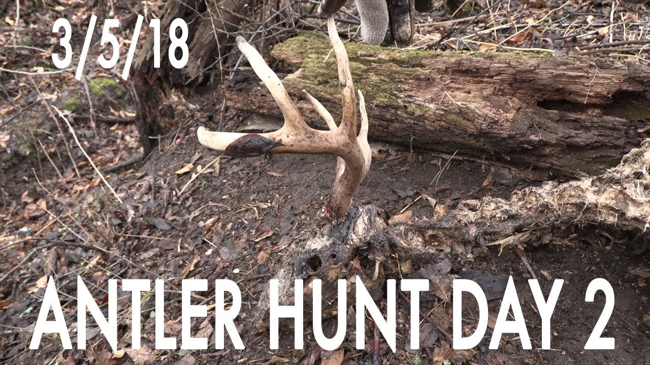 Winke's Blog: Antler Hunt Day 2