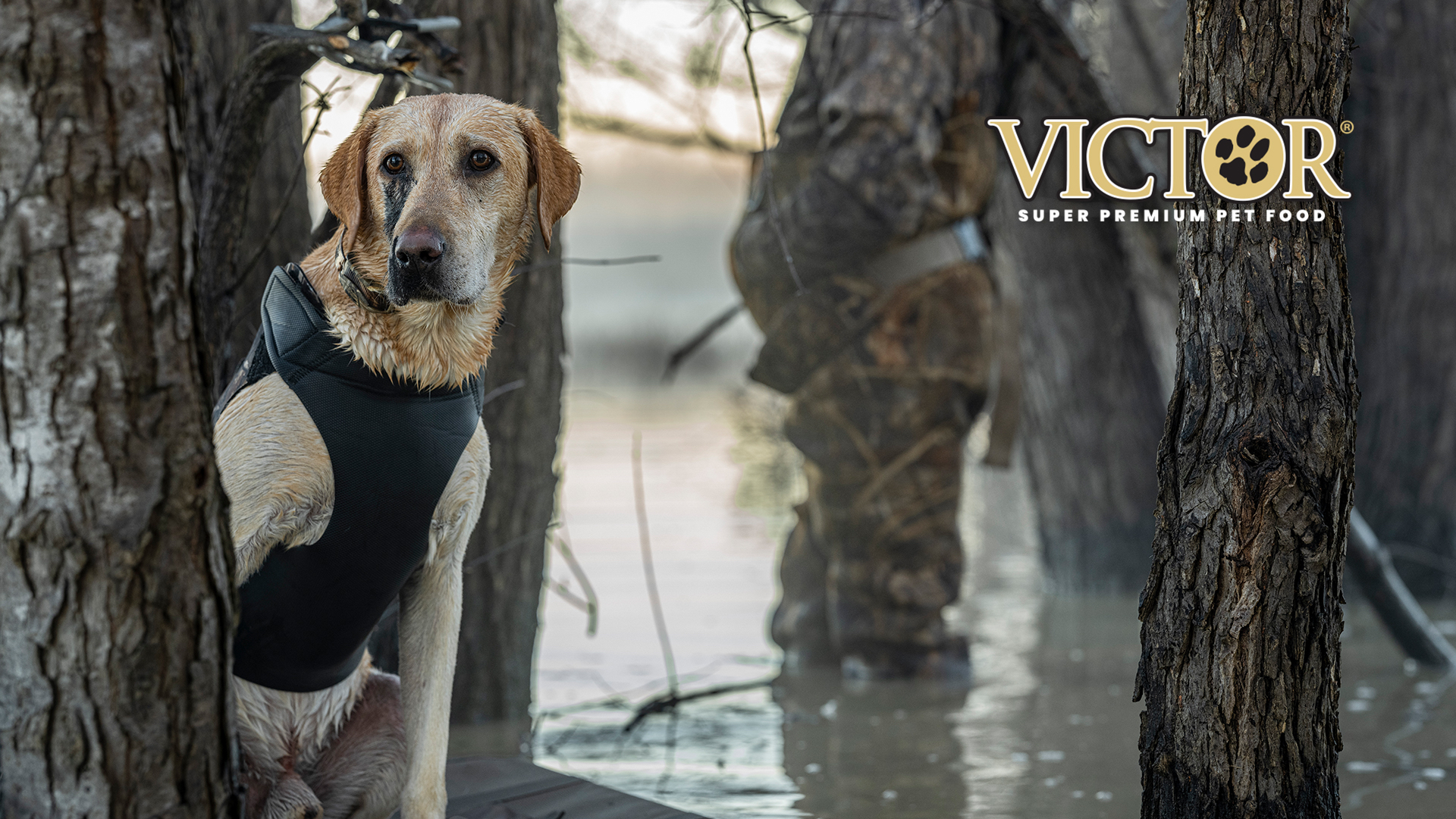 Meet General Dingus the Duck Dog | A Heroic Dog Born to Serve | Fueled by VICTOR