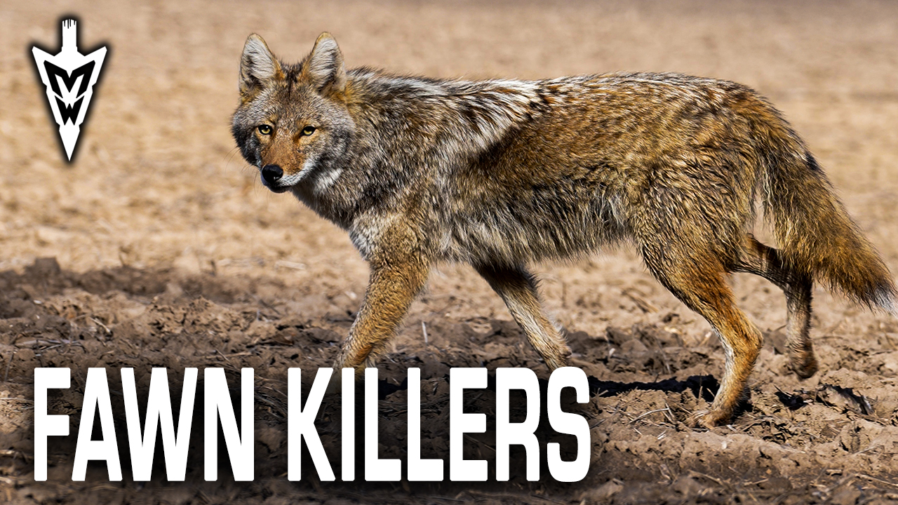 Chasing Fawn Killers, Tips for Summer Hunting | Midwest Whitetail