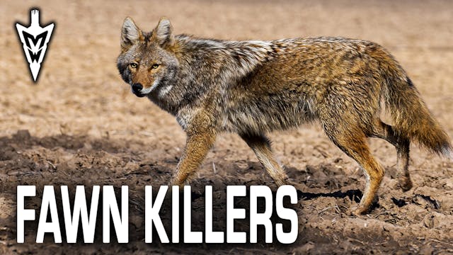 Chasing Fawn Killers, Tips for Summer...