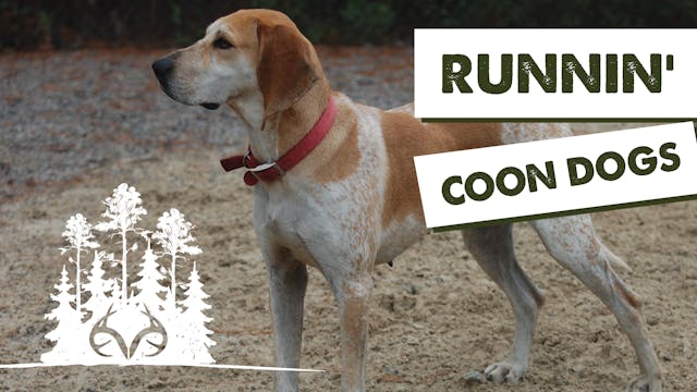 How to Hunt Racoons with Coon Dogs | ...