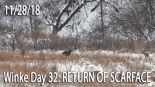 Winke Day 32: Return Of Scarface