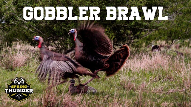 Aggressive Gobblers Down South | Opening-Week Texas Success | Spring Thunder