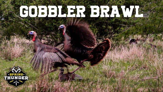 Aggressive Gobblers Down South | Open...