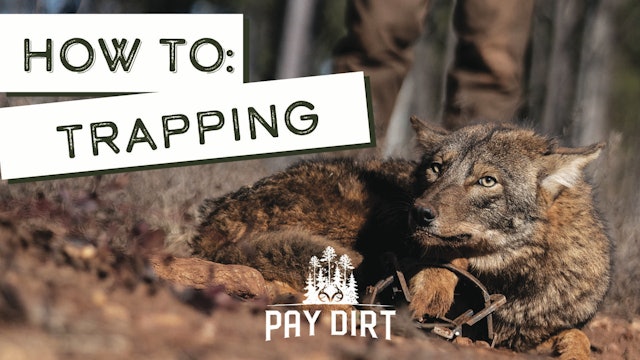 How to TRAP PREDATORS | Coyote Caught | Pay Dirt