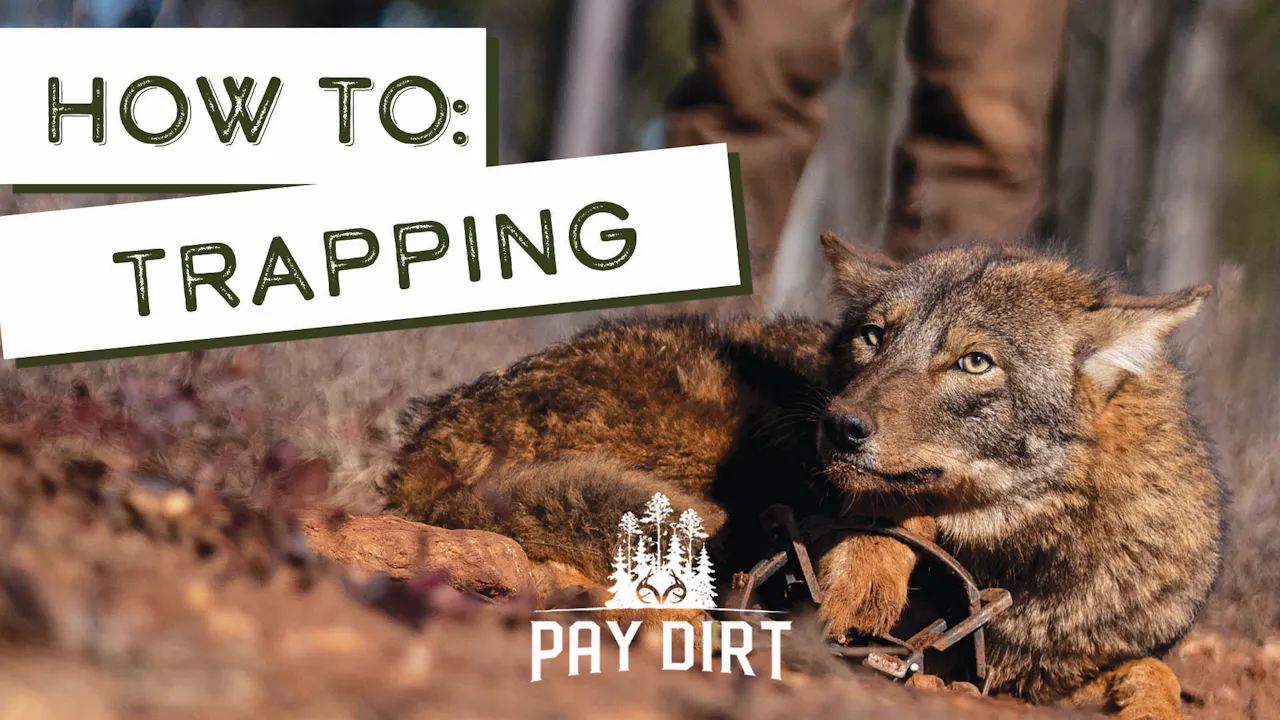 How to Trap Predators | Song Dog on the Line | Pay Dirt - Pay Dirt 2022 ...