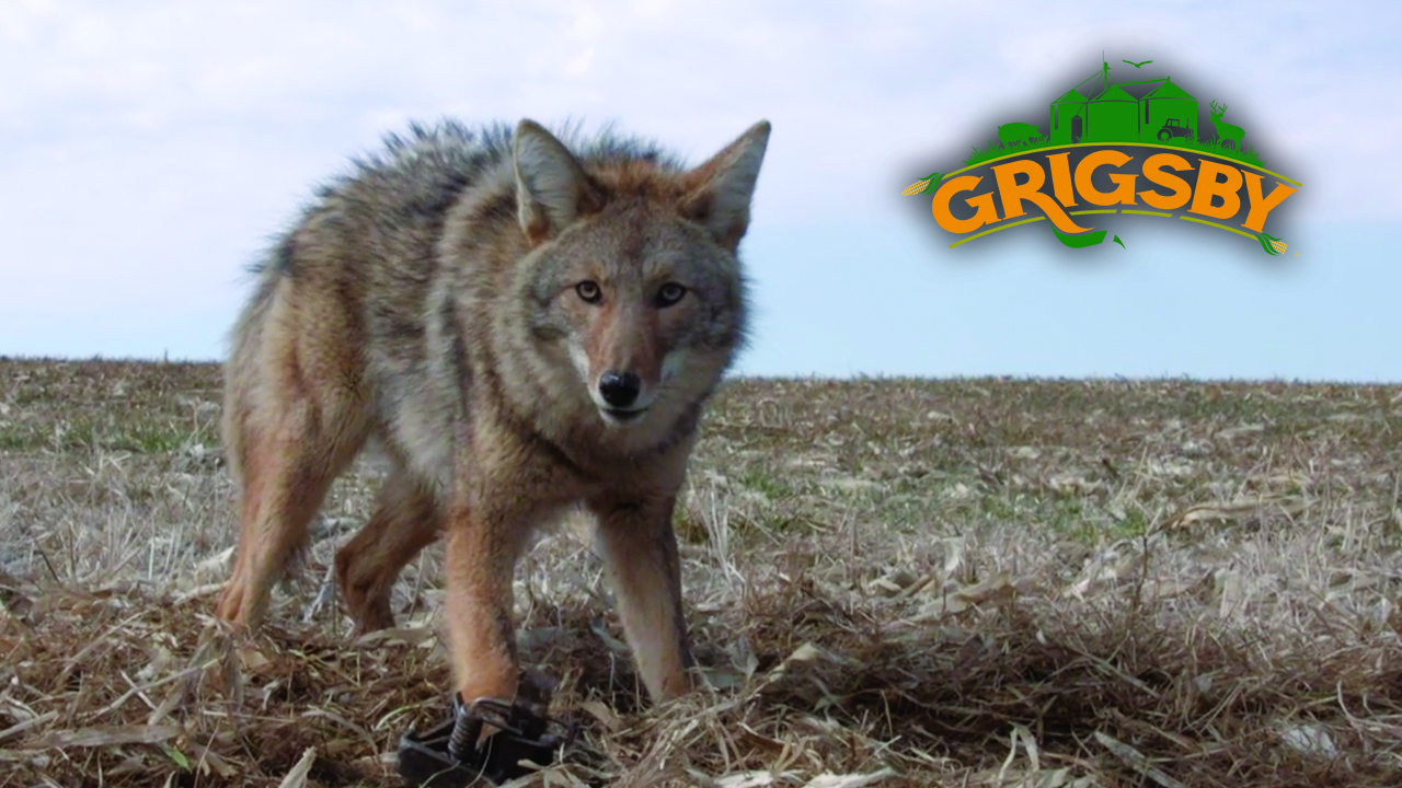 Trapping Coyotes at The Grigsby | Grigsby