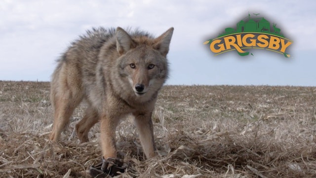 Trapping Coyotes at The Grigsby | Grigsby