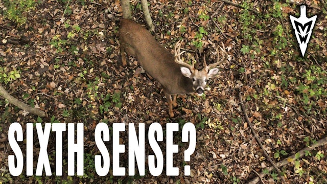 5-20-19: Do Deer Have a Sixth Sense? | Midwest Whitetail