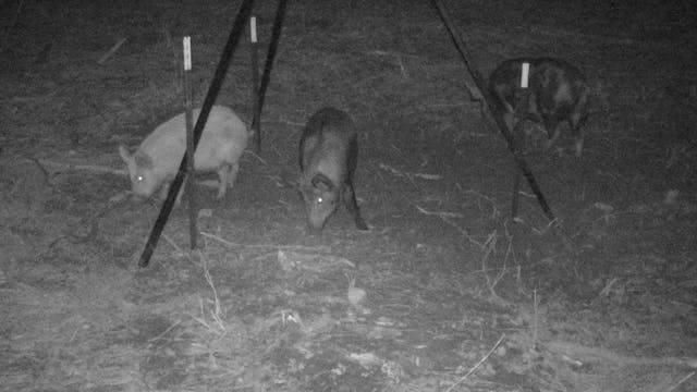 Trapping Hogs with Jager Pro | Realtr...