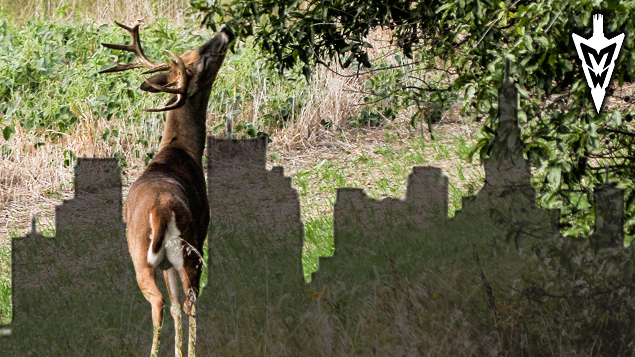 Bowhunting in City Limits, First Cold Front of the Year | Midwest Whitetail