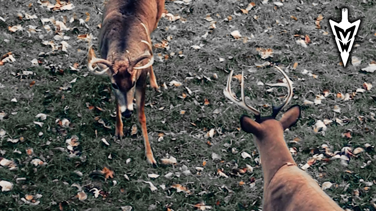 Hanging Stands | Decoys: Do They Work? | Midwest Whitetail