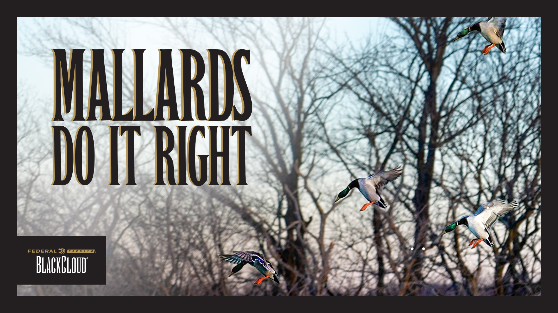 Mallards Float Right Into the Hole! | A Fast 4-Man Limit | Black Cloud