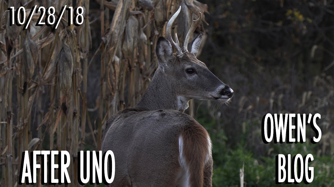 Owen's Blog: Windy Day Buck Hunt