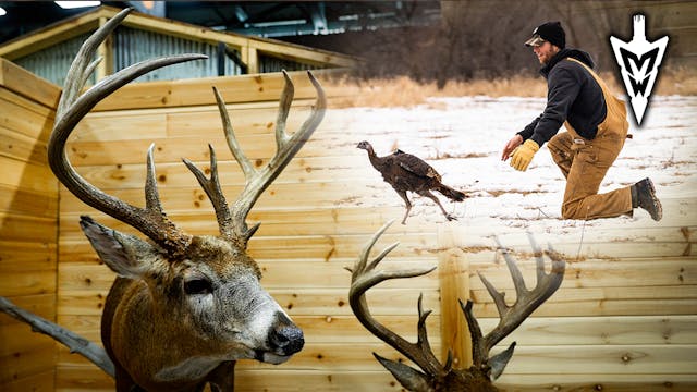 Deer Classic Big Bucks, Trapping Wild...