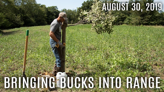 Winke's Blog: Bringing Bucks Into Range, Scrape Tree