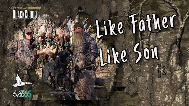 Like Father, Like Son | Mallards in t...