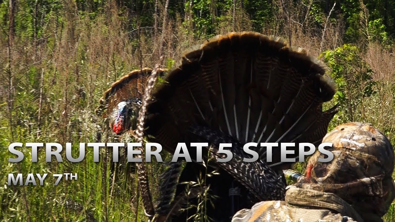 5-7-18: Strutter at 5 Steps, Huge Canada Gobbler | Spring Thunder