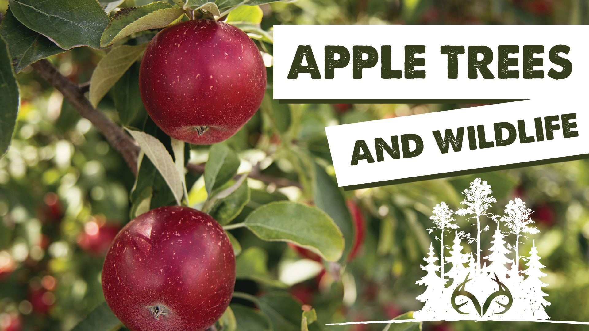 Should You Plant Apple Trees for Wildlife? | Pay Dirt