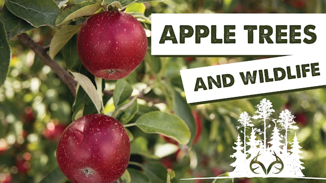 Should You Plant Apple Trees for Wildlife? 