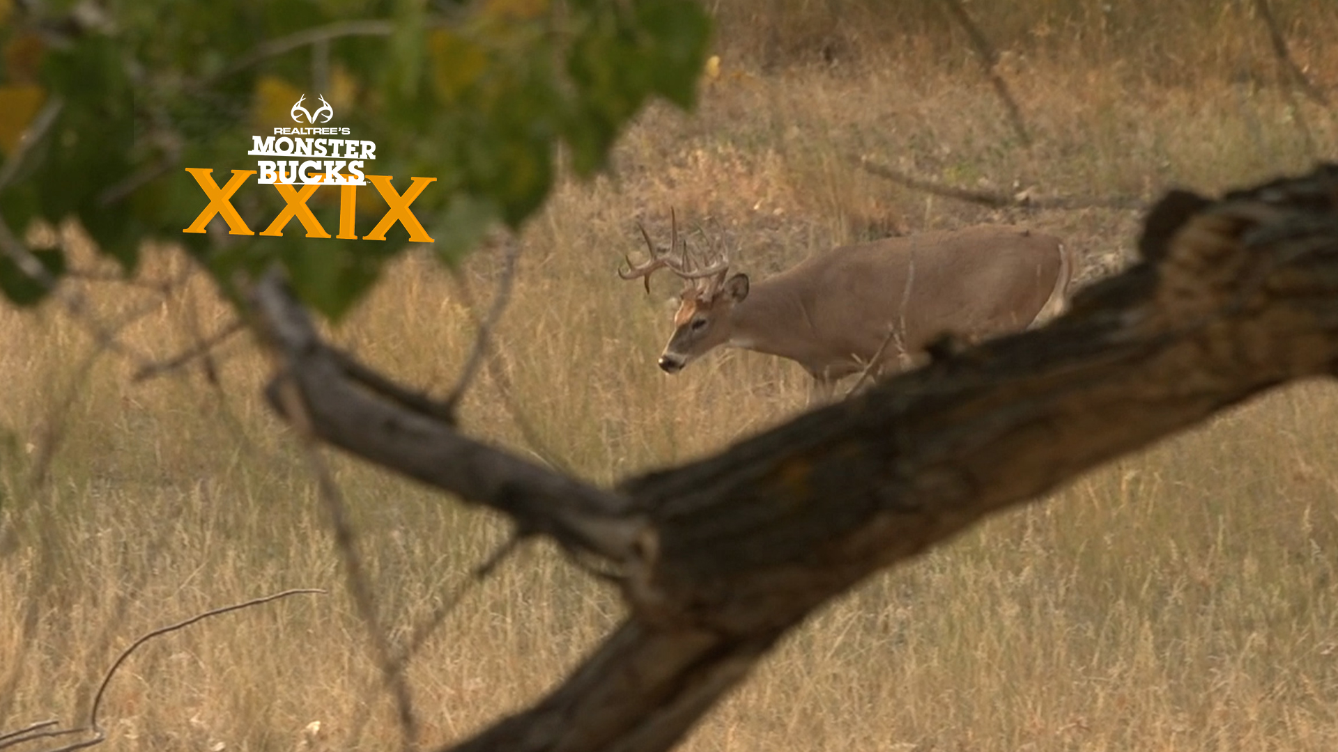 Cody Kelley's Montana River Bottom Buck | Monster Bucks 2021