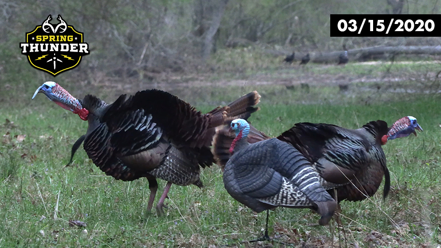 Longbeard Gobbling Frenzy | Turkeys Across the Water | Realtree Spring Thunder