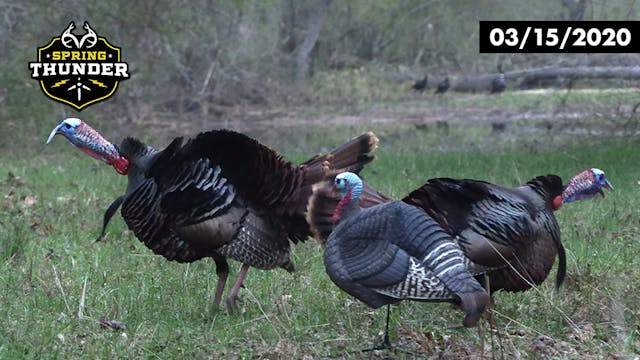 Longbeard Gobbling Frenzy | Turkeys A...