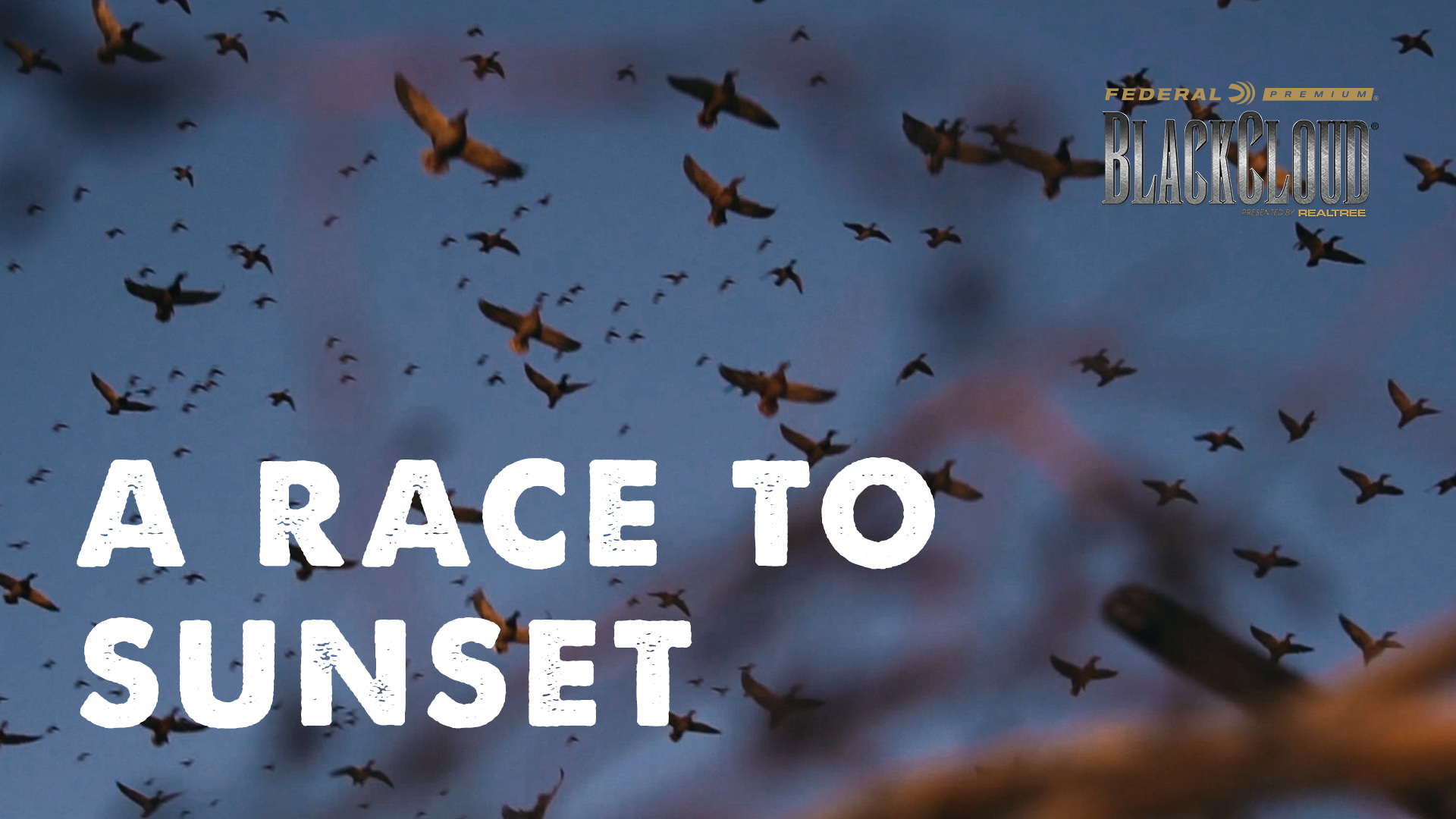 Racing the Sunset | A Mixed Bag of Ducks at Dusk | Black Cloud