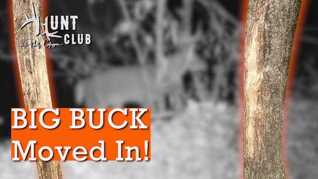 Giant Georgia Buck Rubs | Bucks Are S...