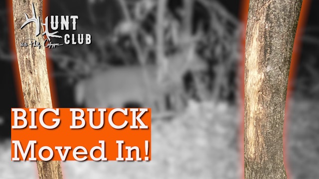 Giant Georgia Buck Rubs | Bucks Are Still Cruising for the Ladies | Hunt Club